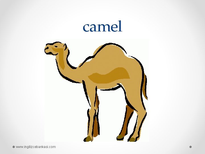 camel www. ingilizcebankasi. com 