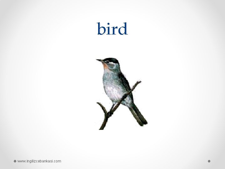 bird www. ingilizcebankasi. com 
