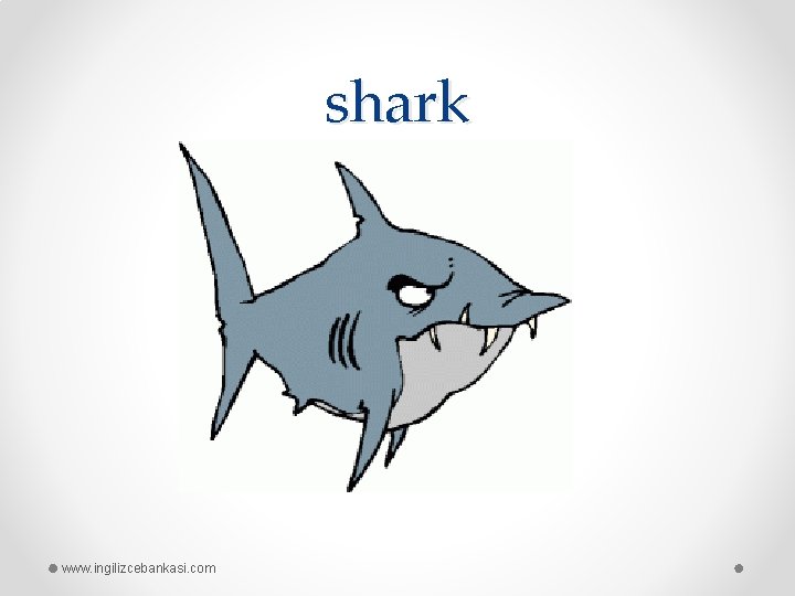 shark www. ingilizcebankasi. com 