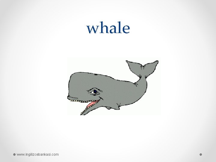 whale www. ingilizcebankasi. com 