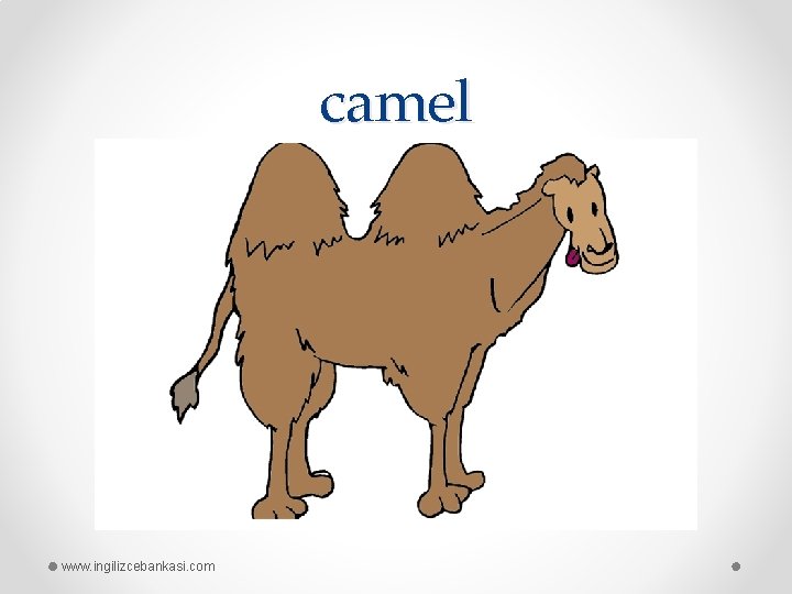 camel www. ingilizcebankasi. com 