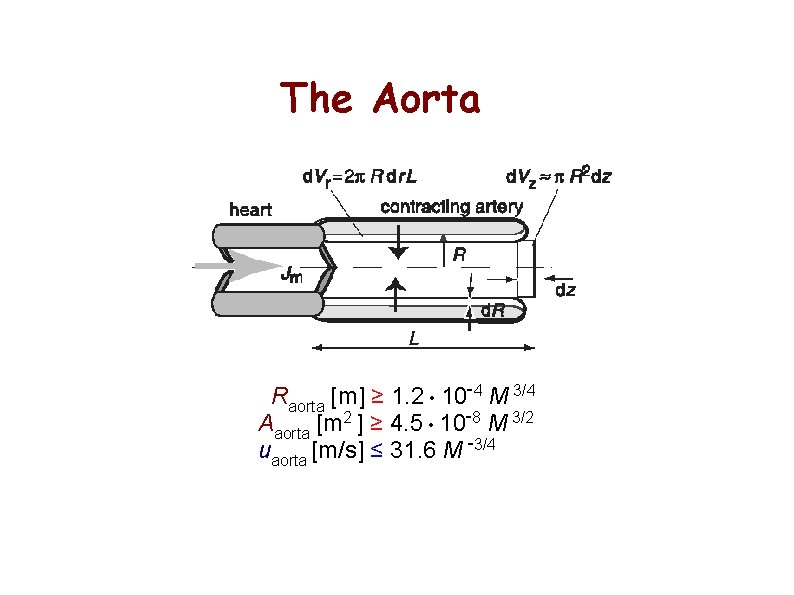 The Aorta Raorta [m] ≥ 1. 2 • 10 -4 M 3/4 Aaorta [m