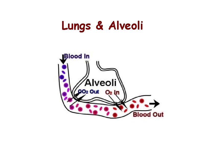 Lungs & Alveoli 