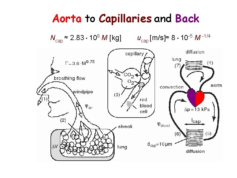 Aorta to Capillaries and Back Ncap ≈ 2. 83 • 108 M [kg] ucap