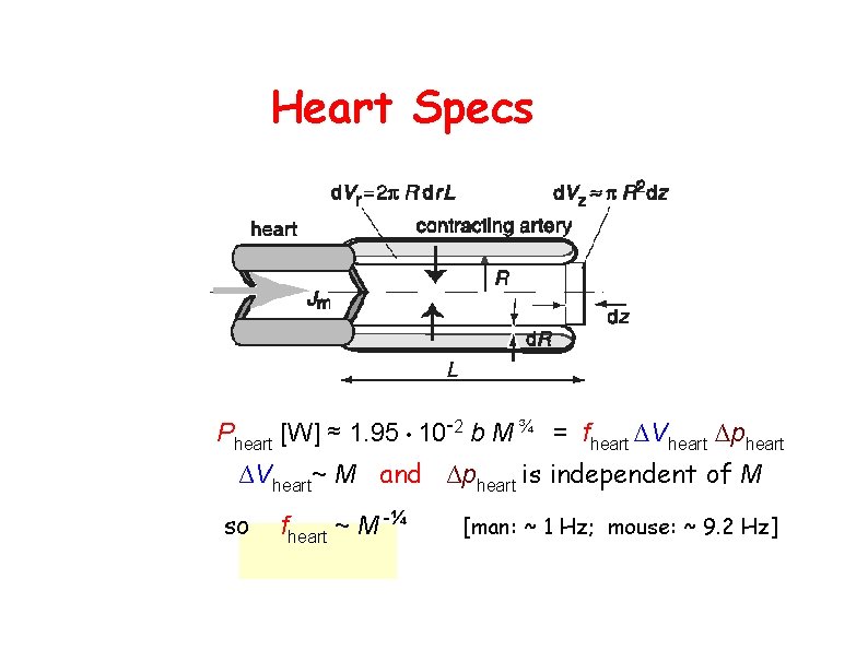 Heart Specs Pheart [W] ≈ 1. 95 • 10 -2 b M ¾ =