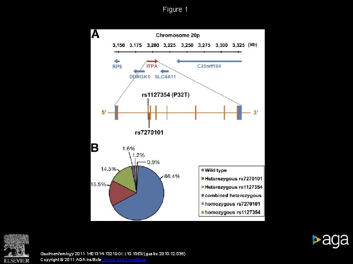 Figure 1 Gastroenterology 2011 1401314 -1321 DOI: (10. 1053/j. gastro. 2010. 12. 038) Copyright