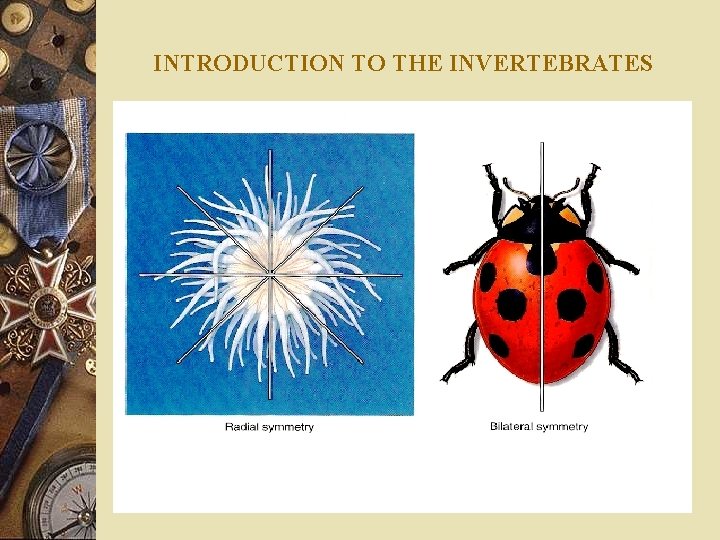 INTRODUCTION TO THE INVERTEBRATES 