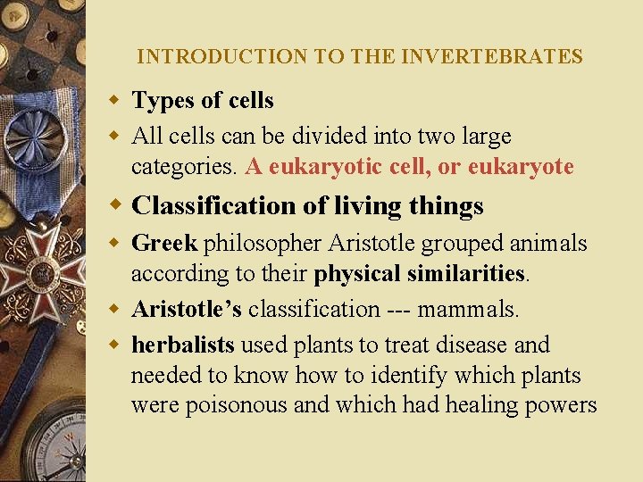 INTRODUCTION TO THE INVERTEBRATES w Types of cells w All cells can be divided