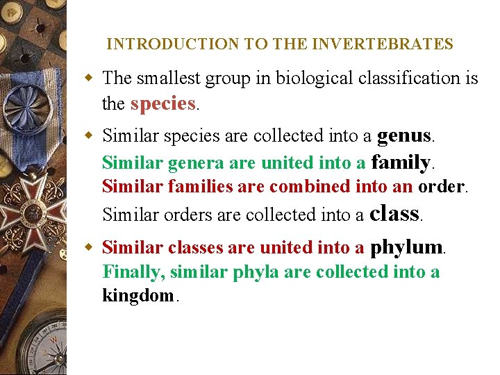 INTRODUCTION TO THE INVERTEBRATES w The smallest group in biological classification is the species.