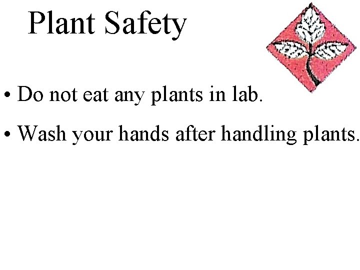 Plant Safety • Do not eat any plants in lab. • Wash your hands