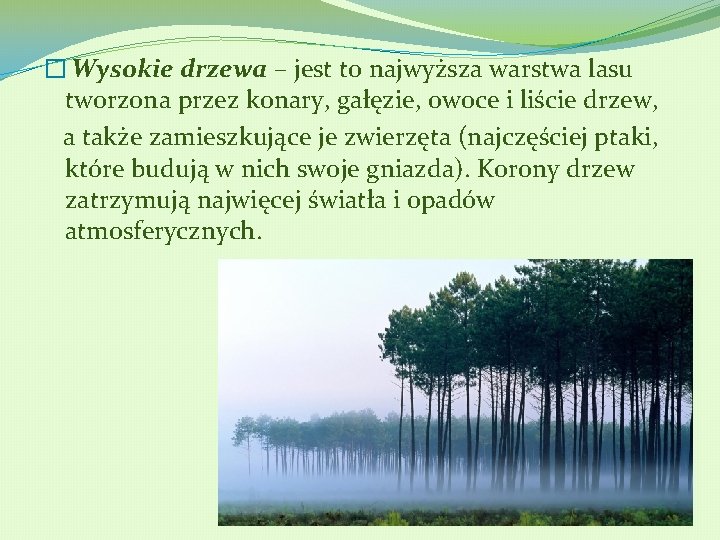 � Wysokie drzewa – jest to najwyższa warstwa lasu tworzona przez konary, gałęzie, owoce