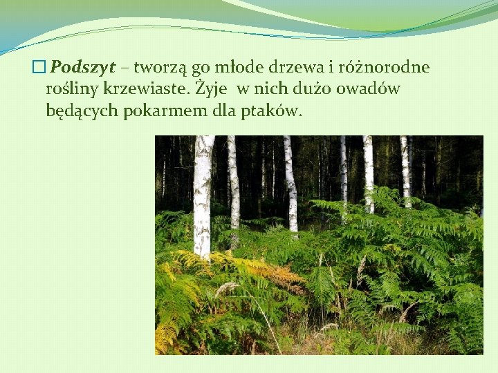 � Podszyt – tworzą go młode drzewa i różnorodne rośliny krzewiaste. Żyje w nich