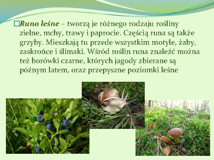 �Runo leśne – tworzą je różnego rodzaju rośliny zielne, mchy, trawy i paprocie. Częścią