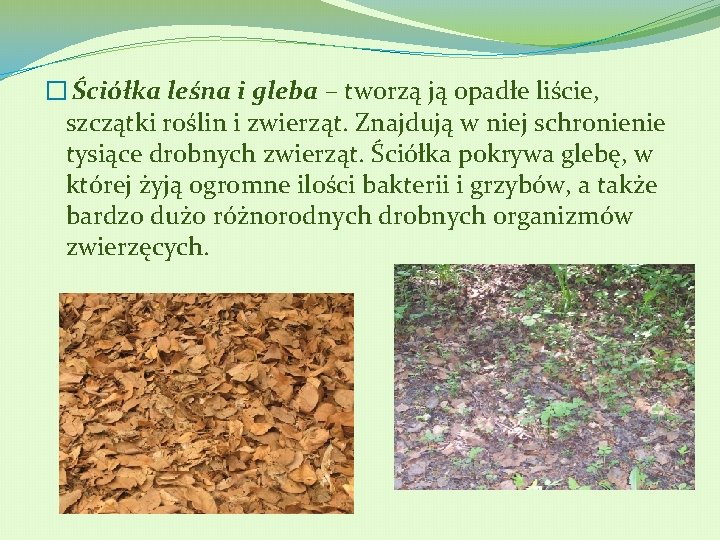 � Ściółka leśna i gleba – tworzą ją opadłe liście, szczątki roślin i zwierząt.