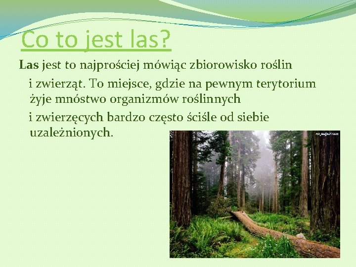 Co to jest las? Las jest to najprościej mówiąc zbiorowisko roślin i zwierząt. To