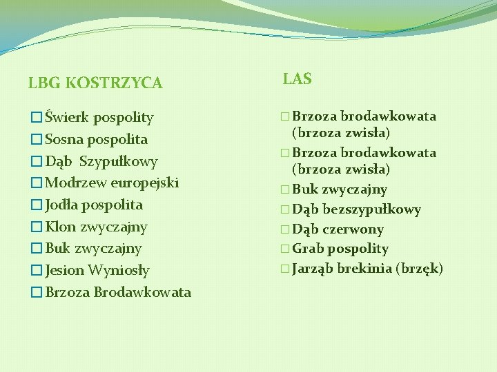 LBG KOSTRZYCA LAS �Świerk pospolity �Sosna pospolita �Dąb Szypułkowy �Modrzew europejski �Jodła pospolita �Klon