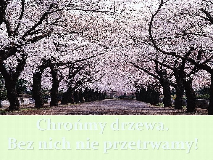Chrońmy drzewa. Bez nich nie przetrwamy! 