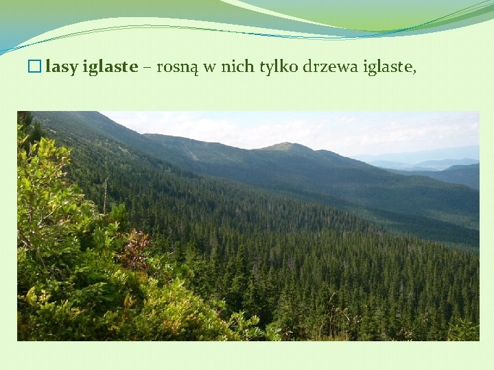 � lasy iglaste – rosną w nich tylko drzewa iglaste, 