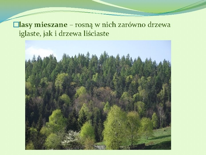 �lasy mieszane – rosną w nich zarówno drzewa iglaste, jak i drzewa liściaste 