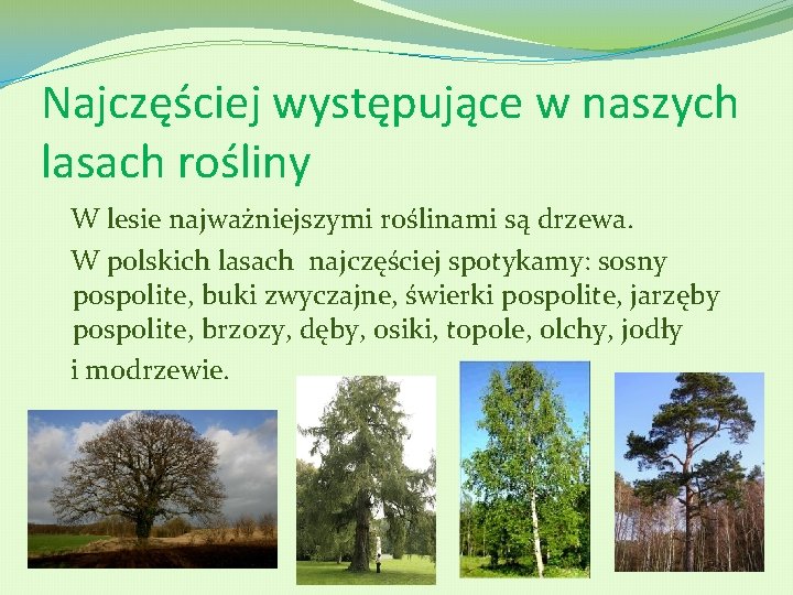 Najczęściej występujące w naszych lasach rośliny W lesie najważniejszymi roślinami są drzewa. W polskich