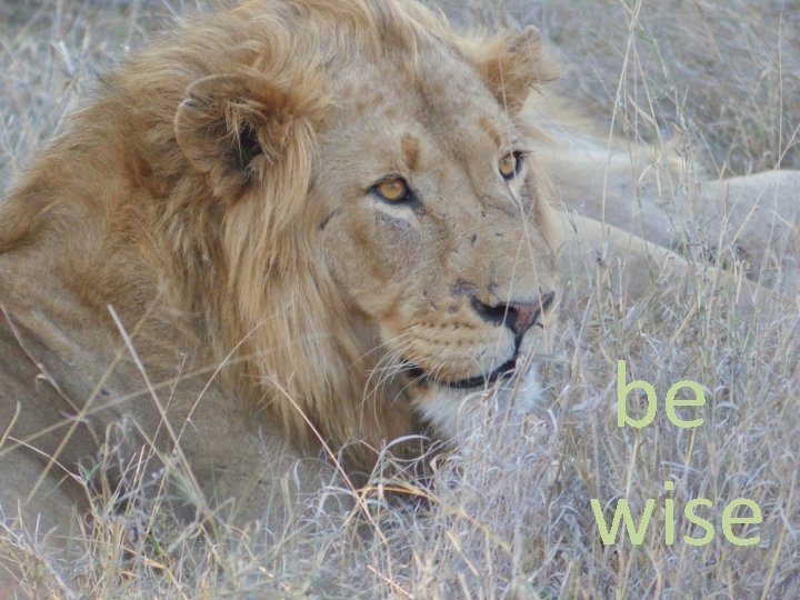 be wise 