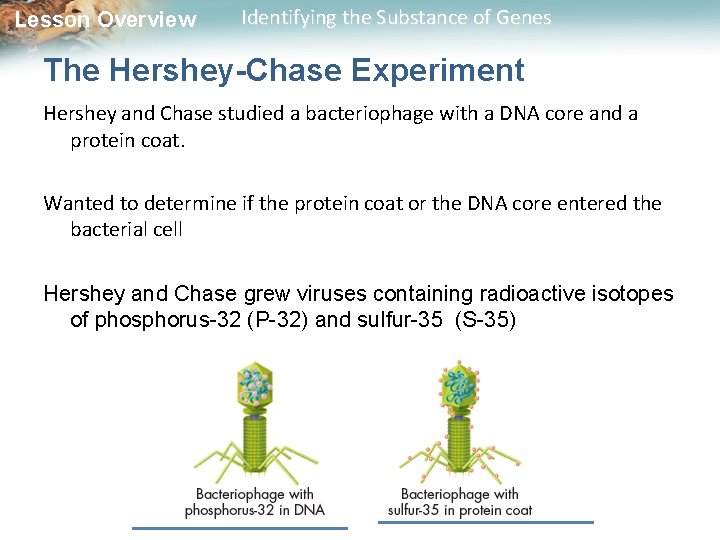 Lesson Overview Identifying the Substance of Genes The Hershey-Chase Experiment Hershey and Chase studied
