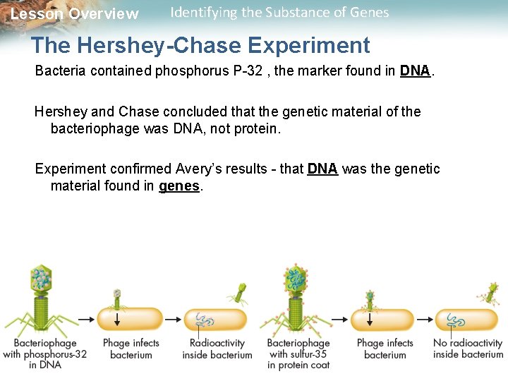 Lesson Overview Identifying the Substance of Genes The Hershey-Chase Experiment Bacteria contained phosphorus P-32