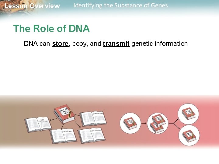 Lesson Overview Identifying the Substance of Genes The Role of DNA can store, copy,