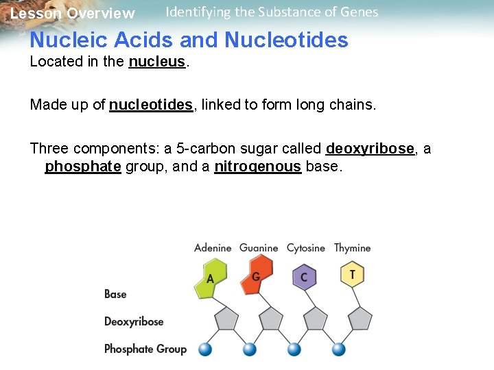 Lesson Overview Identifying the Substance of Genes Nucleic Acids and Nucleotides Located in the