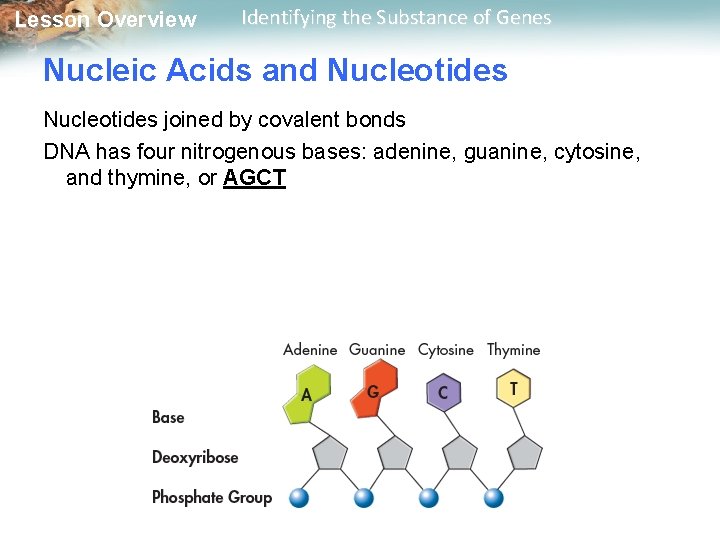 Lesson Overview Identifying the Substance of Genes Nucleic Acids and Nucleotides joined by covalent