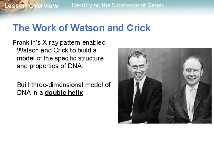 Lesson Overview Identifying the Substance of Genes The Work of Watson and Crick Franklin’s