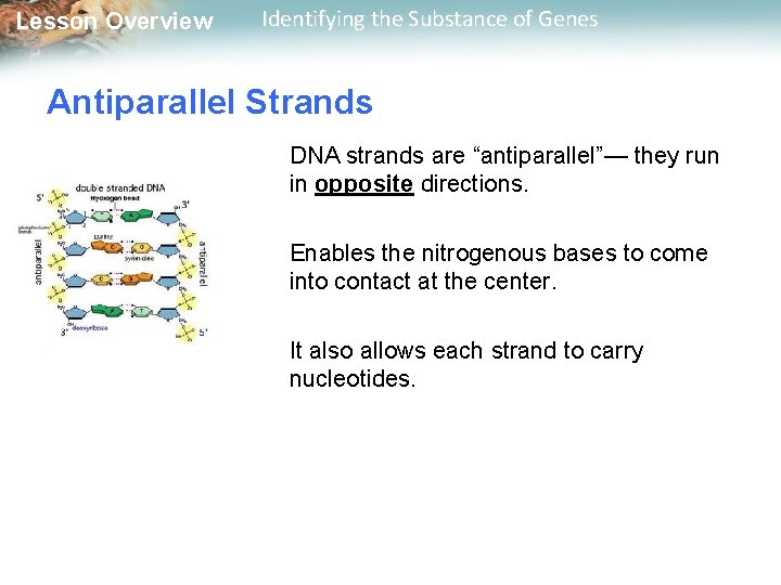 Lesson Overview Identifying the Substance of Genes Antiparallel Strands DNA strands are “antiparallel”— they