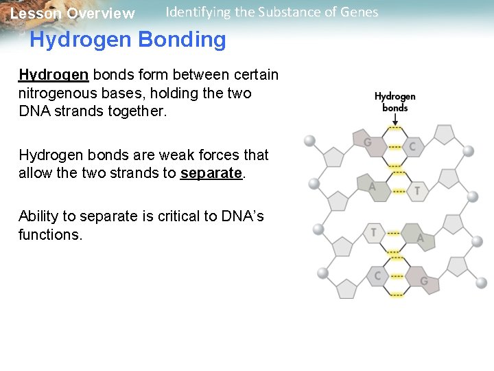 Lesson Overview Identifying the Substance of Genes Hydrogen Bonding Hydrogen bonds form between certain