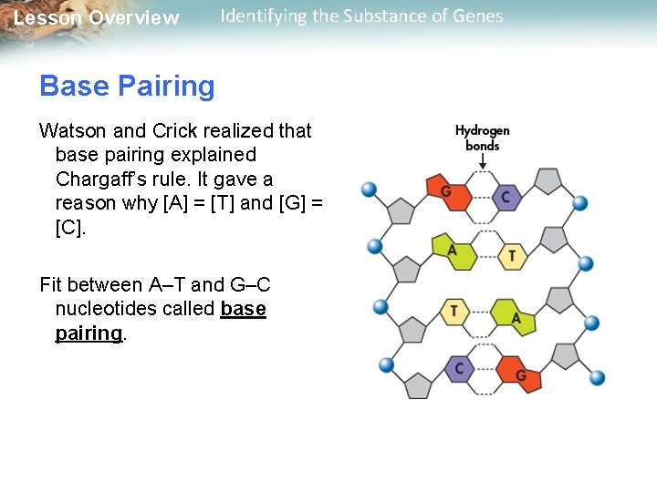 Lesson Overview Identifying the Substance of Genes Base Pairing Watson and Crick realized that