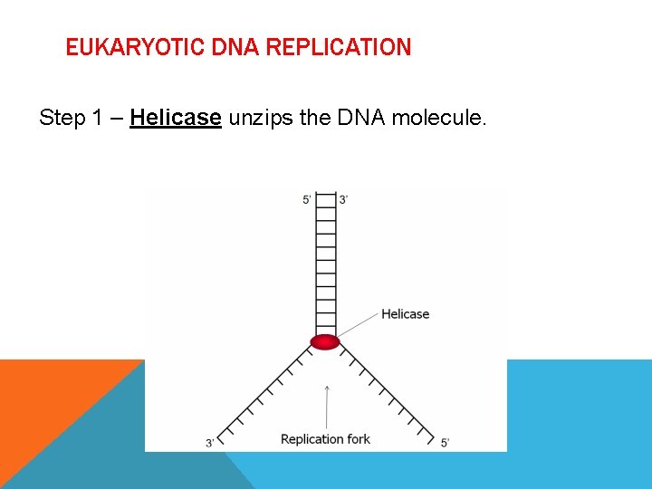 EUKARYOTIC DNA REPLICATION Step 1 – Helicase unzips the DNA molecule. 