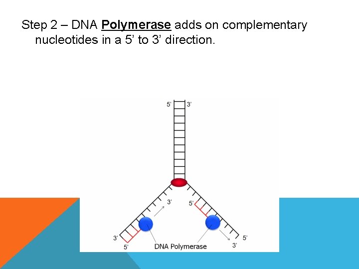 Step 2 – DNA Polymerase adds on complementary nucleotides in a 5’ to 3’