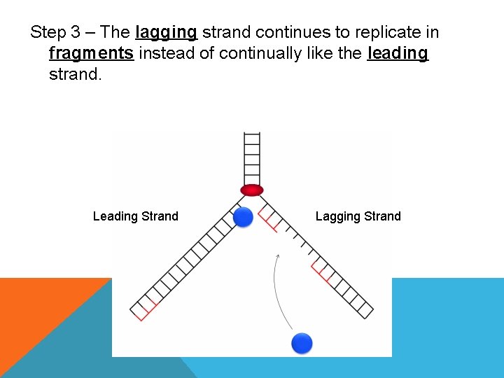 Step 3 – The lagging strand continues to replicate in fragments instead of continually
