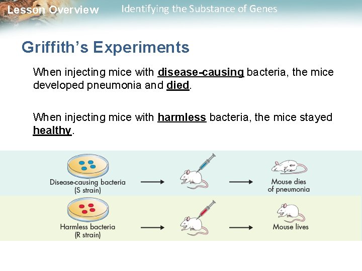 Lesson Overview Identifying the Substance of Genes Griffith’s Experiments When injecting mice with disease-causing