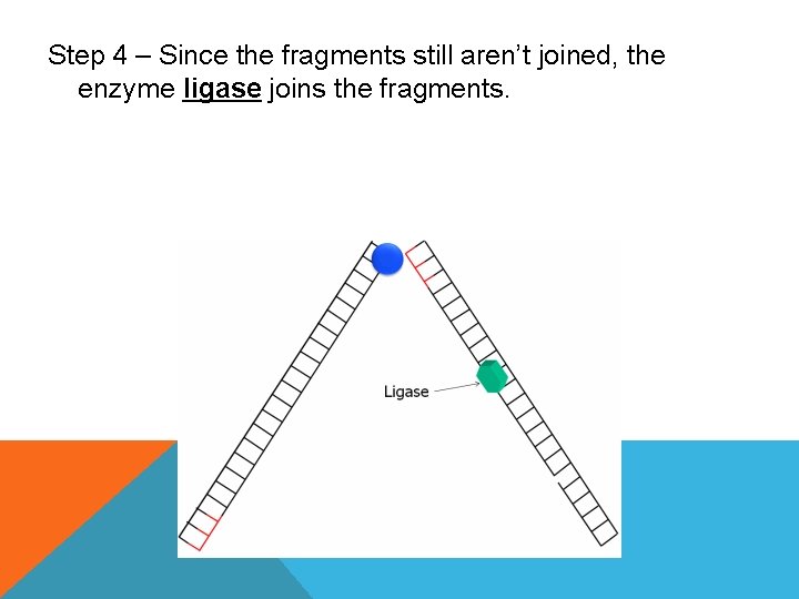 Step 4 – Since the fragments still aren’t joined, the enzyme ligase joins the