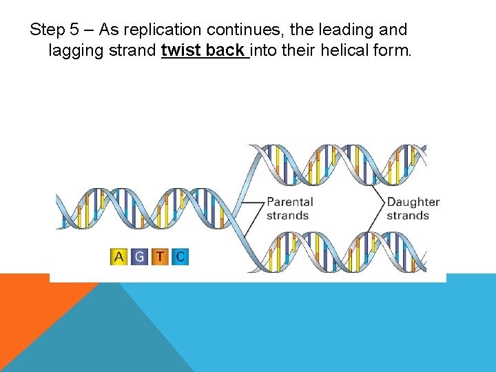 Step 5 – As replication continues, the leading and lagging strand twist back into