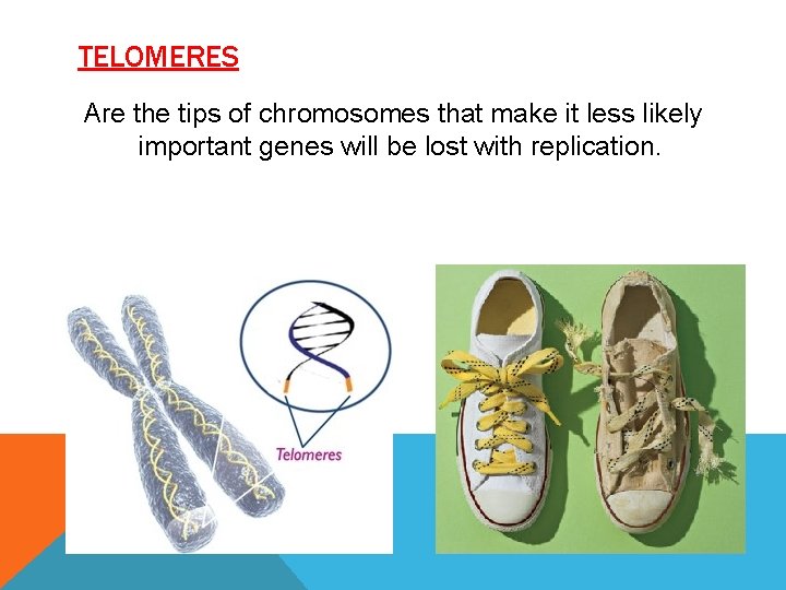 TELOMERES Are the tips of chromosomes that make it less likely important genes will