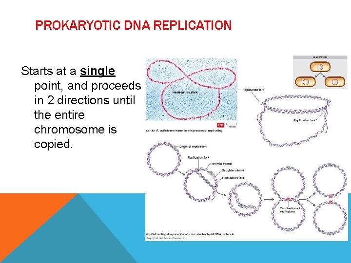 PROKARYOTIC DNA REPLICATION Starts at a single point, and proceeds in 2 directions until