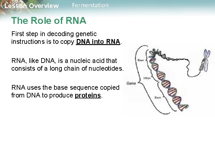 Lesson Overview Fermentation The Role of RNA First step in decoding genetic instructions is