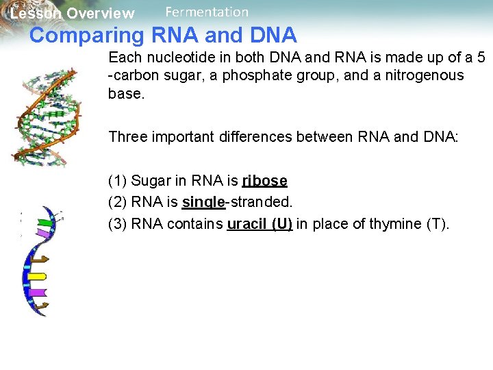 Lesson Overview Fermentation Comparing RNA and DNA Each nucleotide in both DNA and RNA