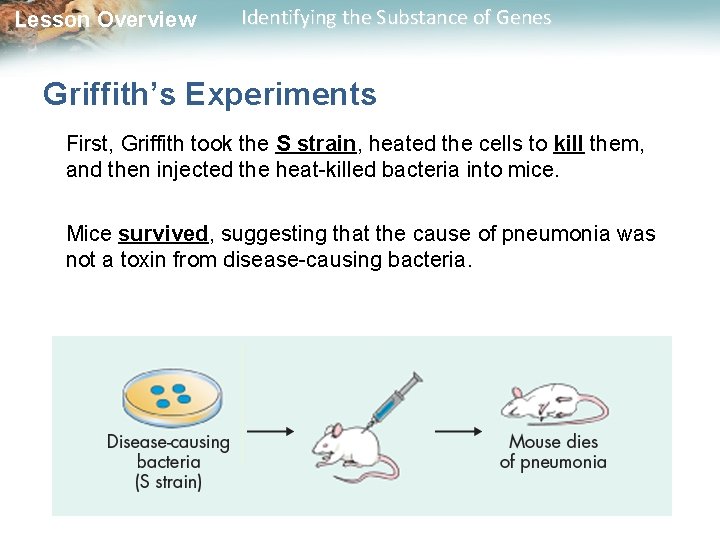 Lesson Overview Identifying the Substance of Genes Griffith’s Experiments First, Griffith took the S