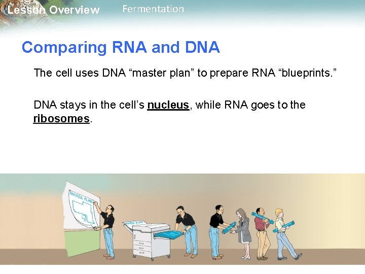 Lesson Overview Fermentation Comparing RNA and DNA The cell uses DNA “master plan” to