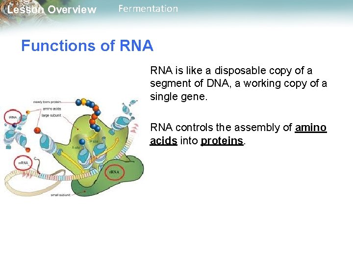 Lesson Overview Fermentation Functions of RNA is like a disposable copy of a segment