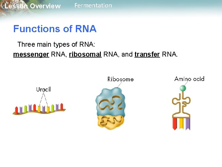 Lesson Overview Fermentation Functions of RNA Three main types of RNA: messenger RNA, ribosomal