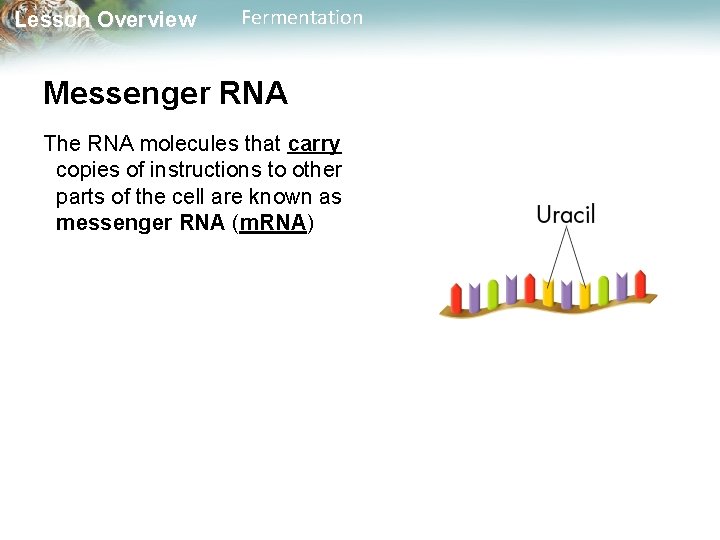 Lesson Overview Fermentation Messenger RNA The RNA molecules that carry copies of instructions to