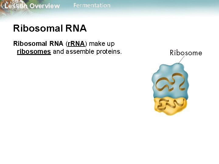 Lesson Overview Fermentation Ribosomal RNA (r. RNA) make up ribosomes and assemble proteins. 